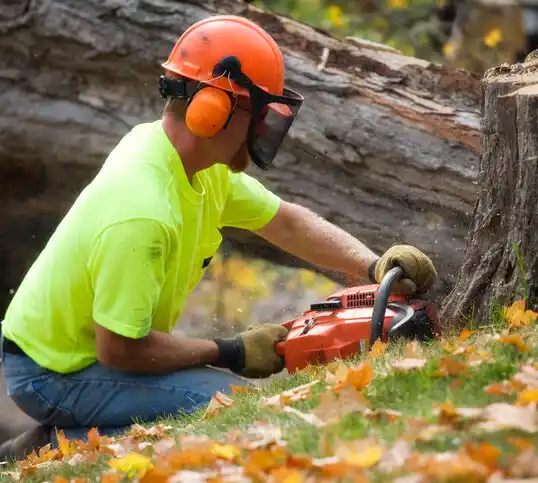 tree services Bay City